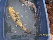 Female Koi Ready To Breed