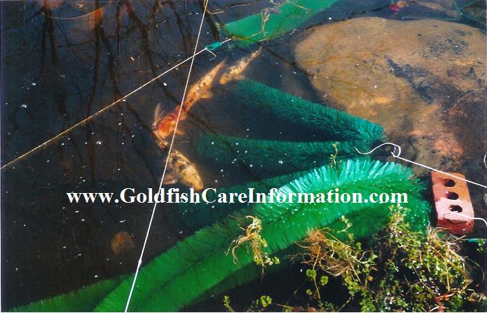 goldfish eggs hatching. When baby goldfish fry first