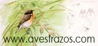 AVESTRAZOS Web