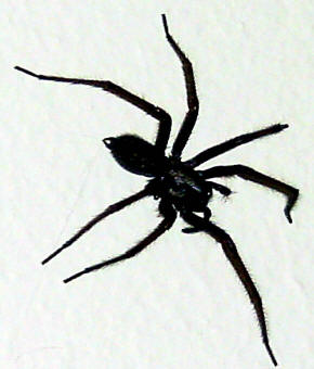 [spiderbl_small.jpg]