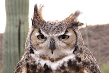 Owl at Saguaro National Park