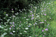 Vermont Wildflowers