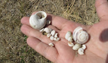 Shells