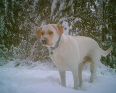 The Marley having a snow day