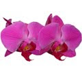 significado das orquídeas