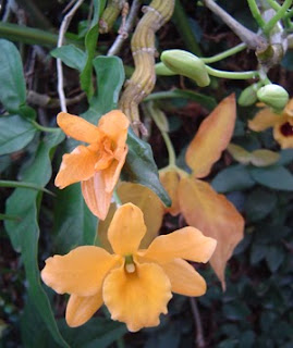 como cuidar de sua orquídea - Dendrobium