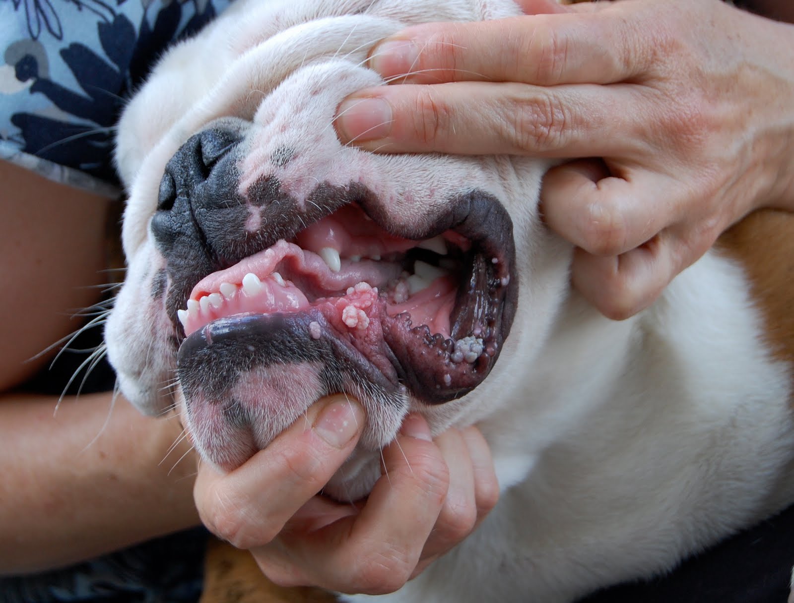 can dogs get warts warts on plantar wart treatment info can dogs get warts warts on plantar wart treatment info