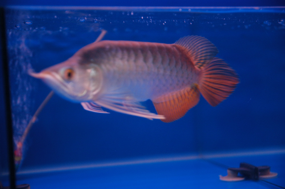 arowanna sell rare golden