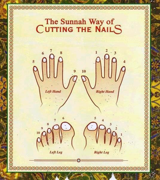 All About Muslim The Sunnah way of Cutting the Nail's