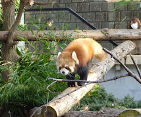 <b>横浜</b>市立 <b>野毛山動物園</b>へ行ってきました！