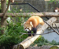 レッサーパンダ