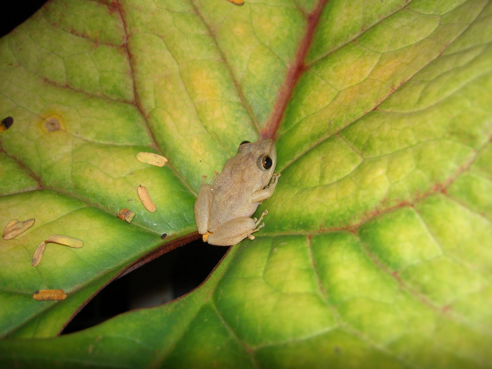 Ecology Coqui frogs
