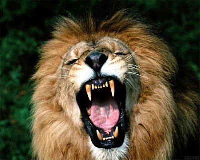http://2.bp.blogspot.com/_fZf9-TDef7o/SXTO43CU9mI/AAAAAAAAAKQ/xF_0k8UG1Cw/s400/leao.bmp