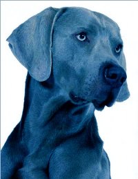 BLUE DOG