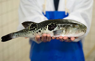 dangerous fugu foods fish most japan liver poisonous sewell matthew foto