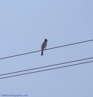 Bulbul Bird