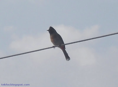 Bulbul Bird