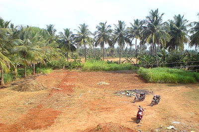 Village Scenes Coconut Trees