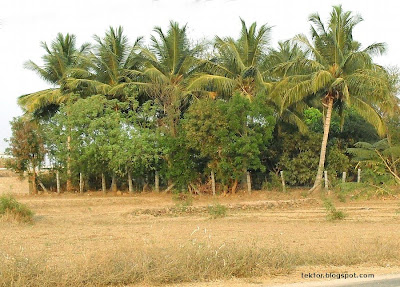 Coconut Trees.