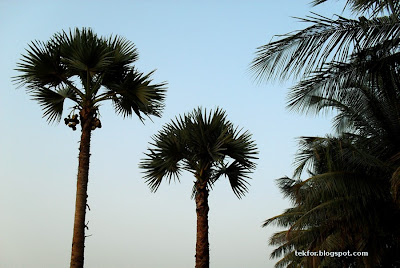 Coconut trees and Palmyra trees.