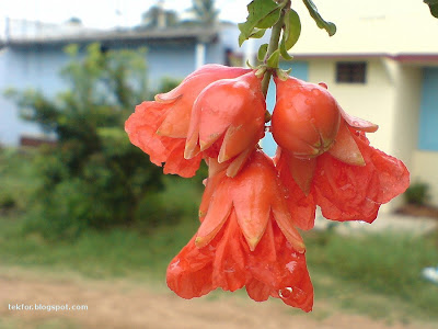 Pomegranate flowers and buds.