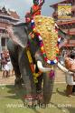 Indian Elephant