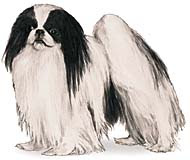 Japanese Chin