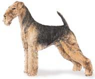 Airedale Terrier