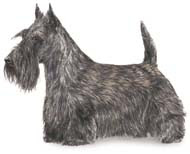 Scottish Terrier