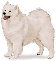 Samoyed