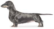 Dachshund