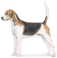 English Foxhound