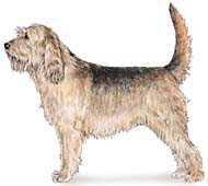 Otterhound