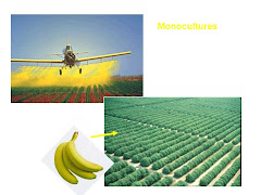 Banana Monoculture