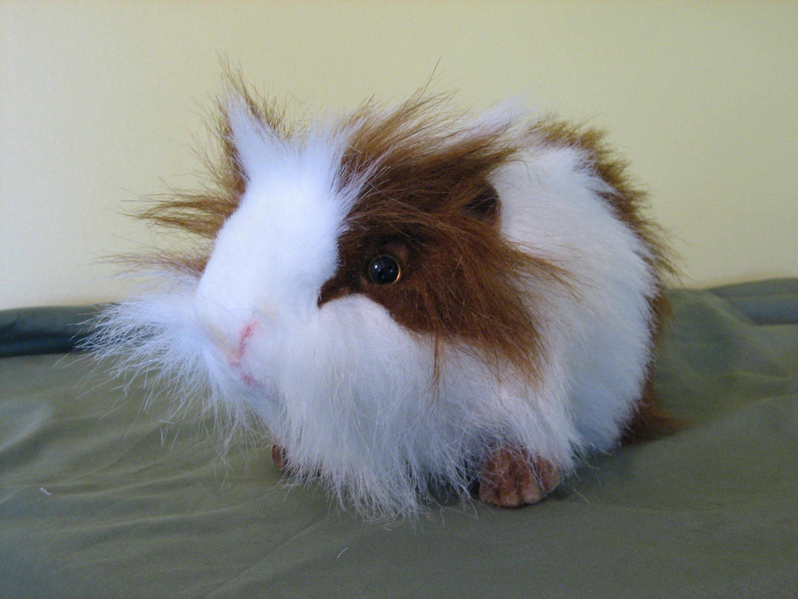 large brown and white guinea pig