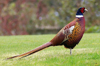 Pheasant in the morning