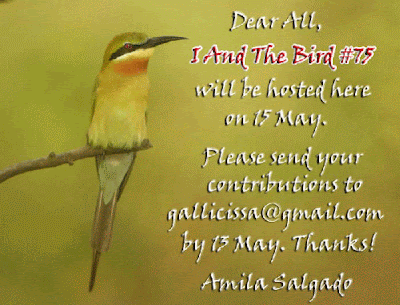 I And The Bird = #75 will be hosted here on 15 May. Please send your contributions to gallicissa@gmail.com by 13 May. Thanks! Amila Salgado
