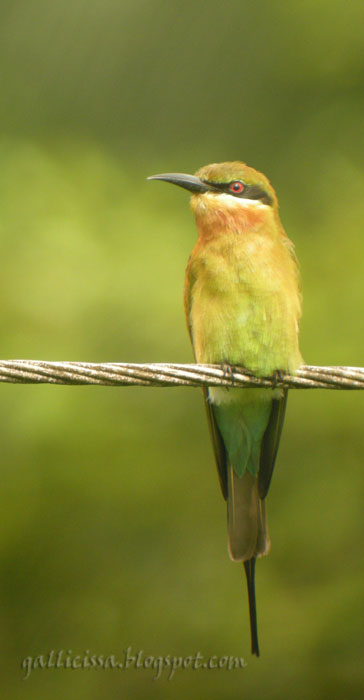 Blue-tailed Bee-eater