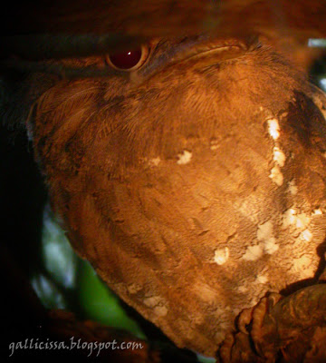 Sri Lanka Frogmouth male digi-scoped with yellowy light