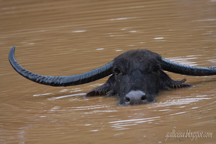 Wild Buffalo