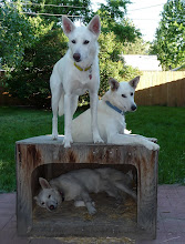 The "Sled Dogs"