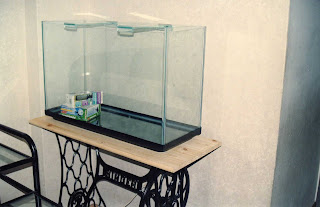 como montar tu acuario como montar tu acuario