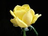 A yellow rose from Texas