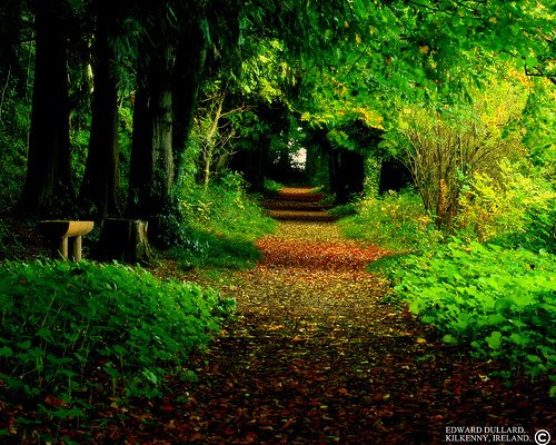 Ireland%2BForest.jpg