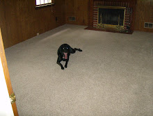 Lila LOVES the new Carpet