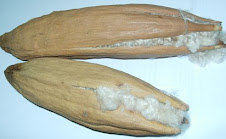 Kapok Nut