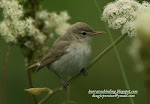 SYKES'S WARBLER (CLICK PHOTO)