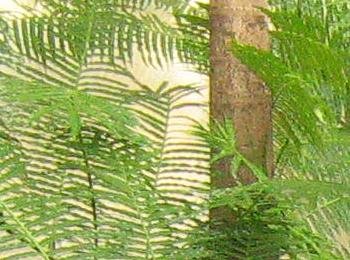 [edited+fern+for+freebies.JPG]