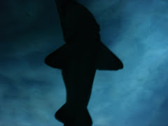 shark shadow