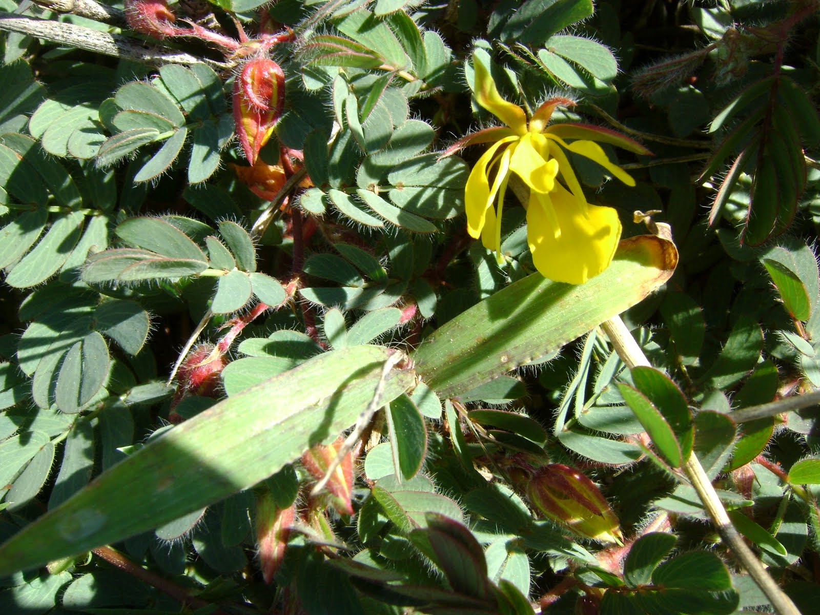 The Flowering plants (Leguminosae Fabaceae) Fabaceae Chamaecrista